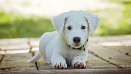 Köpek Eğitmeni Maaşları